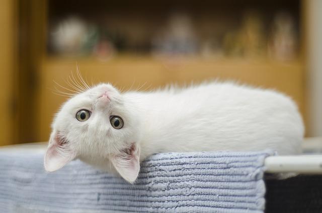 cute white kitten